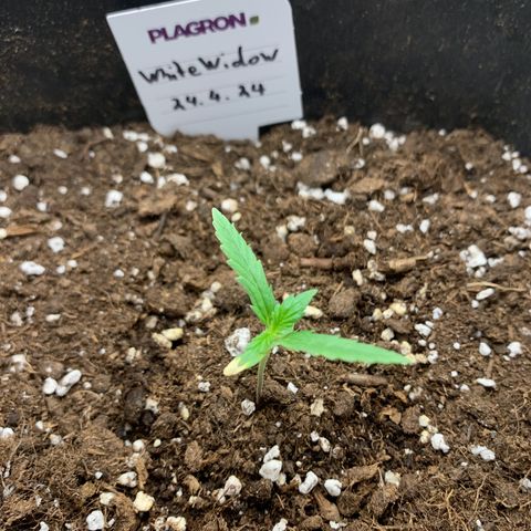 Auto White Widow growlog timeline photo