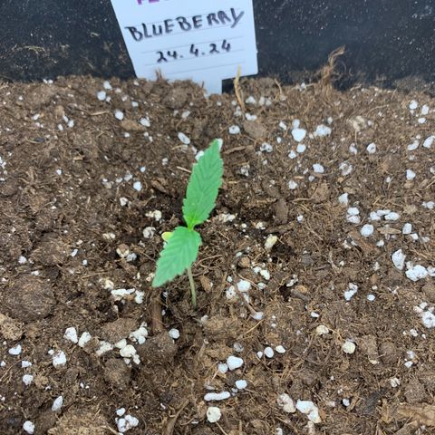 Auto White Widow growlog timeline photo