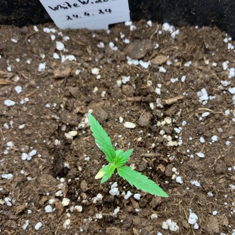Auto White Widow growlog timeline photo