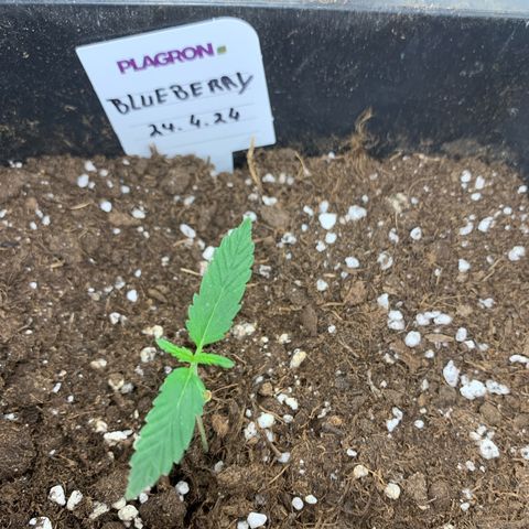 Auto White Widow growlog timeline photo