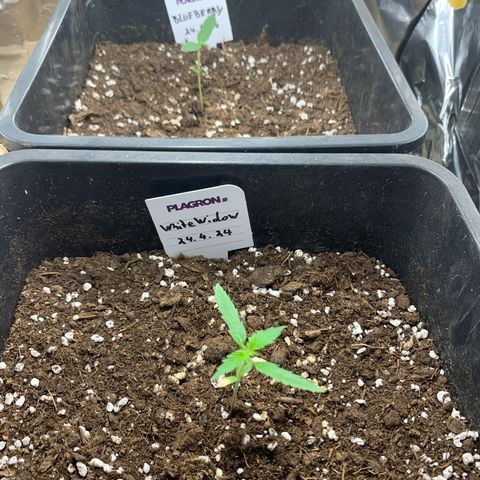 Auto White Widow growlog timeline photo