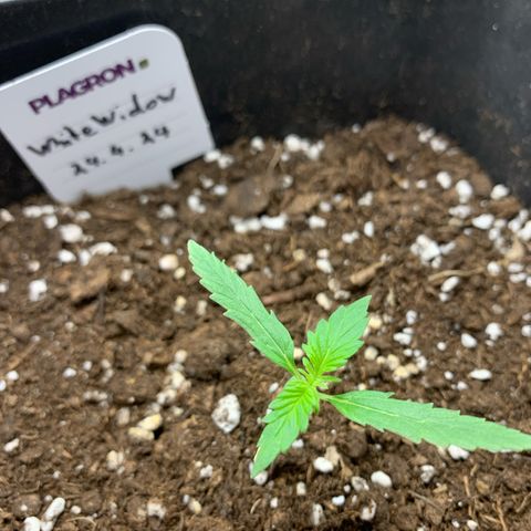 Auto White Widow growlog timeline photo