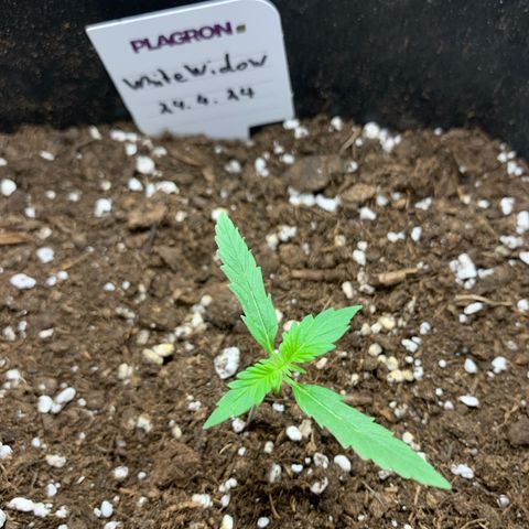 Auto White Widow growlog timeline photo