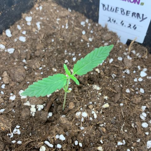 Auto White Widow growlog timeline photo