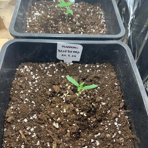 Auto White Widow growlog timeline photo