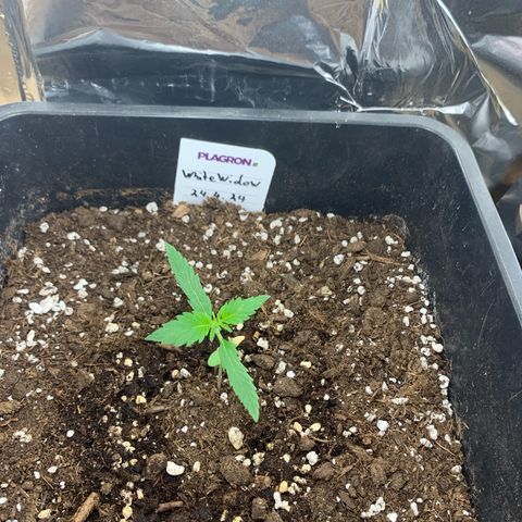 Auto White Widow growlog timeline photo