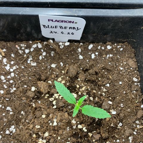 Auto White Widow growlog timeline photo