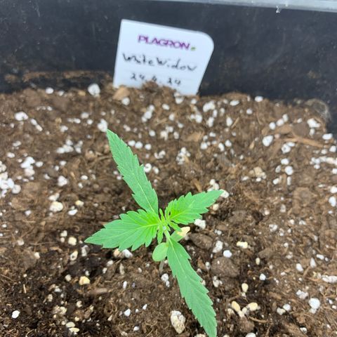 Auto White Widow growlog timeline photo