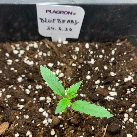Auto White Widow growlog timeline photo