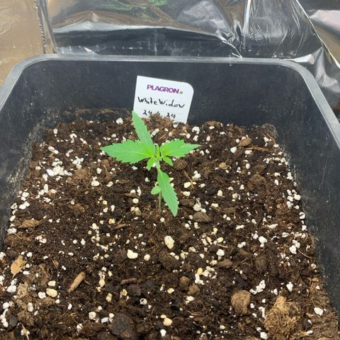Auto White Widow growlog timeline photo