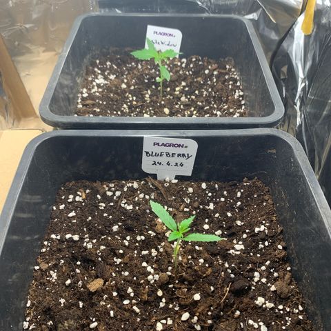 Auto White Widow growlog timeline photo