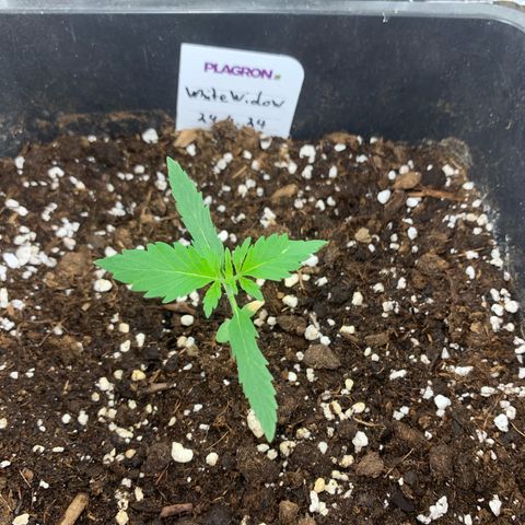 Auto White Widow growlog timeline photo