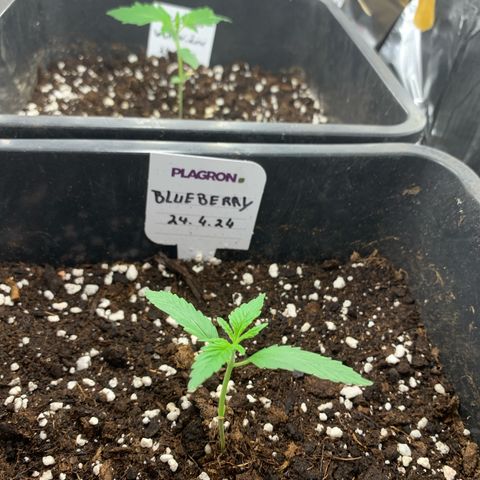Auto White Widow growlog timeline photo