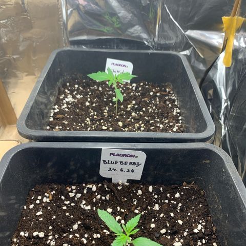 Auto White Widow growlog timeline photo