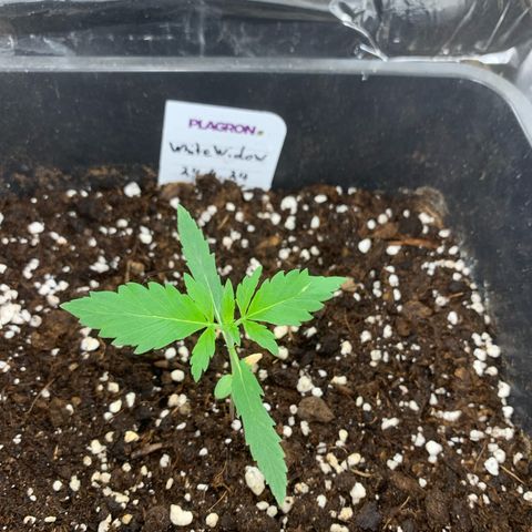 Auto White Widow growlog timeline photo