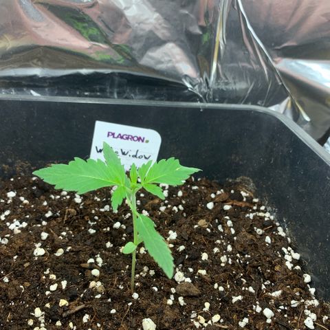 Auto White Widow growlog timeline photo