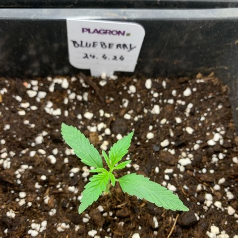 Auto White Widow growlog timeline photo