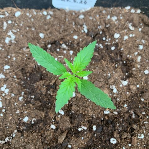 Auto White Widow growlog timeline photo