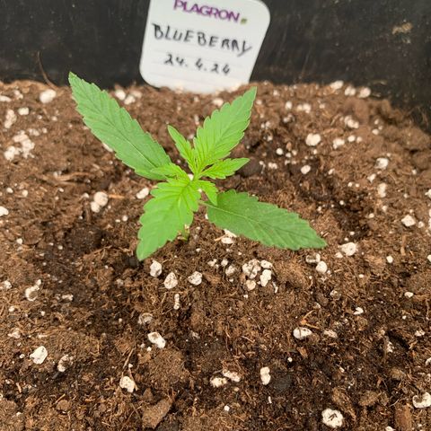 Auto White Widow growlog timeline photo