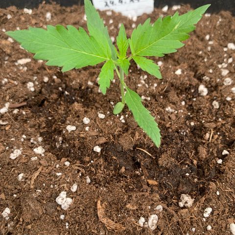 Auto White Widow growlog timeline photo