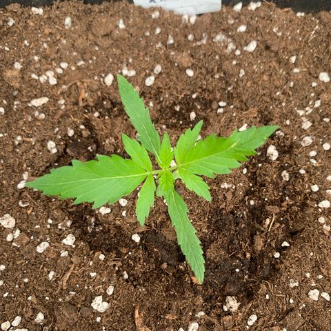 Auto White Widow growlog timeline photo
