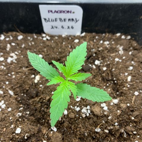 Auto White Widow growlog timeline photo