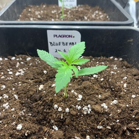 Auto White Widow growlog timeline photo