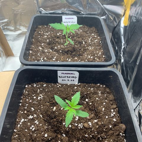 Auto White Widow growlog timeline photo