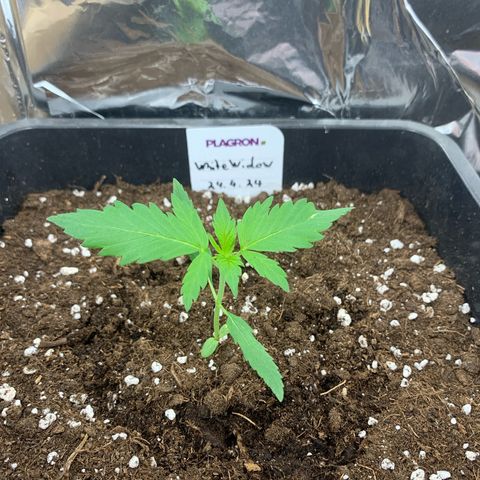 Auto White Widow growlog timeline photo