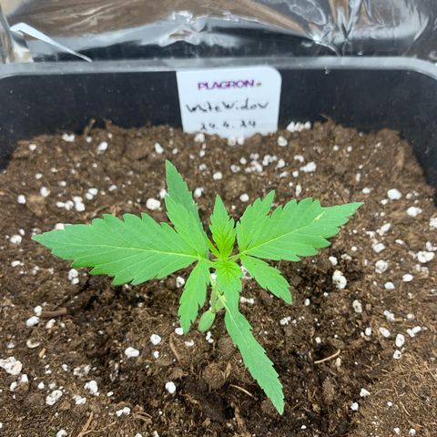 Auto White Widow growlog timeline photo