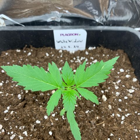 Auto White Widow growlog timeline photo