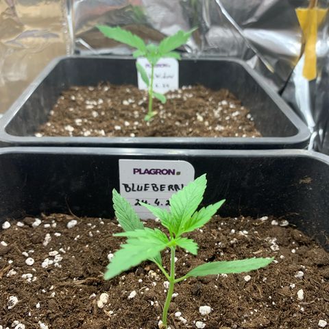 Auto White Widow growlog timeline photo