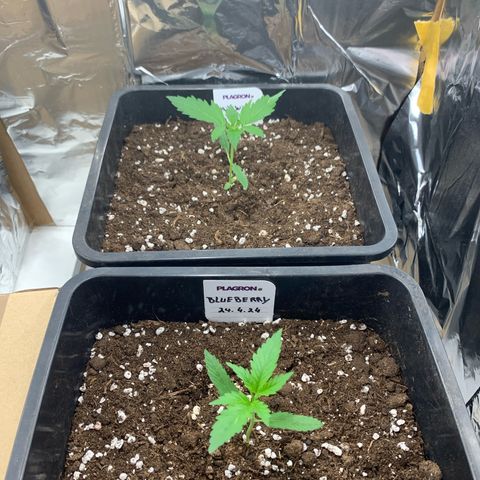 Auto White Widow growlog timeline photo