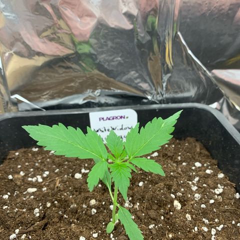 Auto White Widow growlog timeline photo