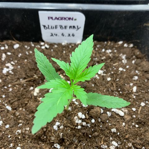 Auto White Widow growlog timeline photo