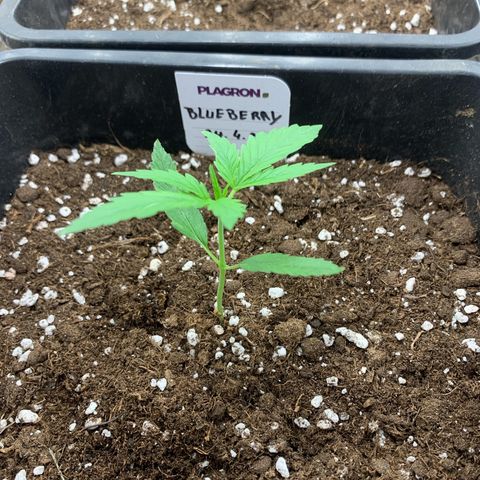 Auto White Widow growlog timeline photo