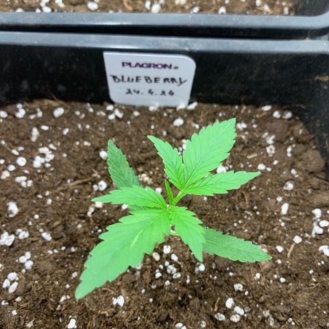 Auto White Widow growlog timeline photo