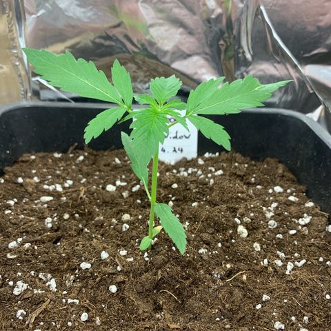 Auto White Widow growlog timeline photo