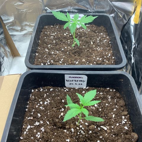 Auto White Widow growlog timeline photo