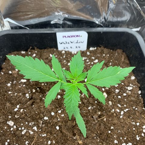 Auto White Widow growlog timeline photo