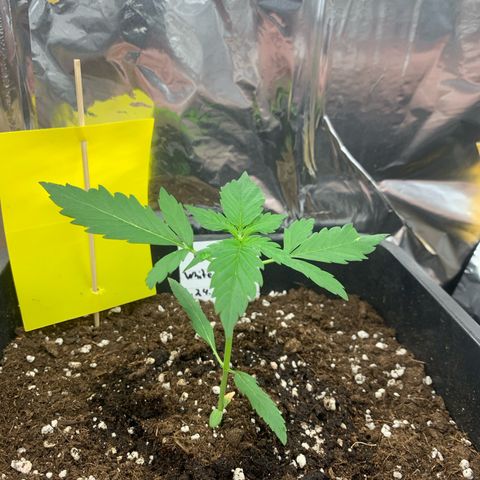 Auto White Widow growlog timeline photo