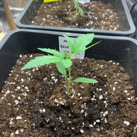 Auto White Widow growlog timeline photo