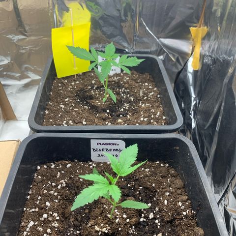 Auto White Widow growlog timeline photo