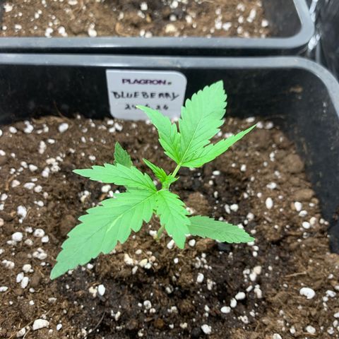 Auto White Widow growlog timeline photo
