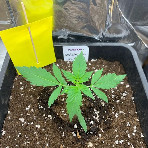 Auto White Widow growlog timeline photo