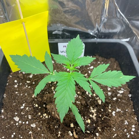 Auto White Widow growlog timeline photo