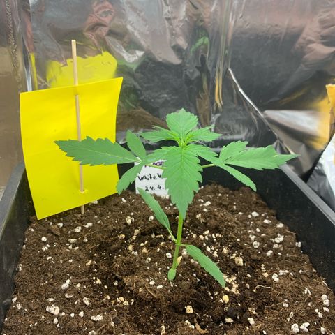 Auto White Widow growlog timeline photo