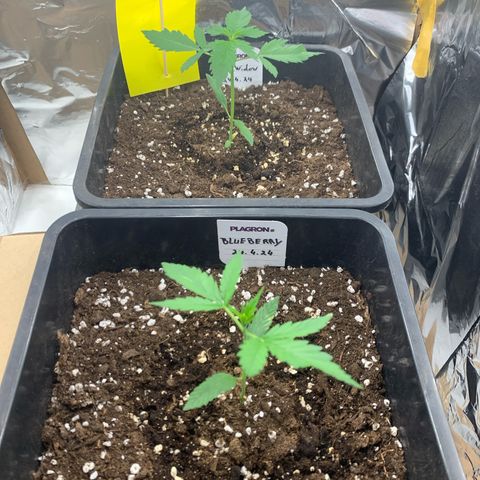 Auto White Widow growlog timeline photo