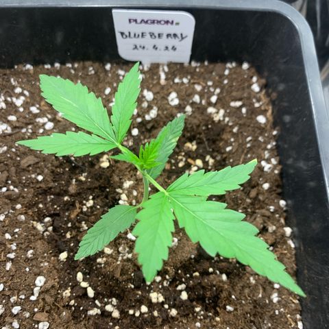 Auto White Widow growlog timeline photo