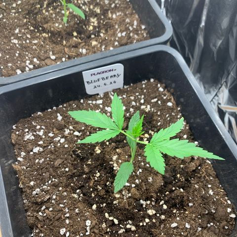 Auto White Widow growlog timeline photo